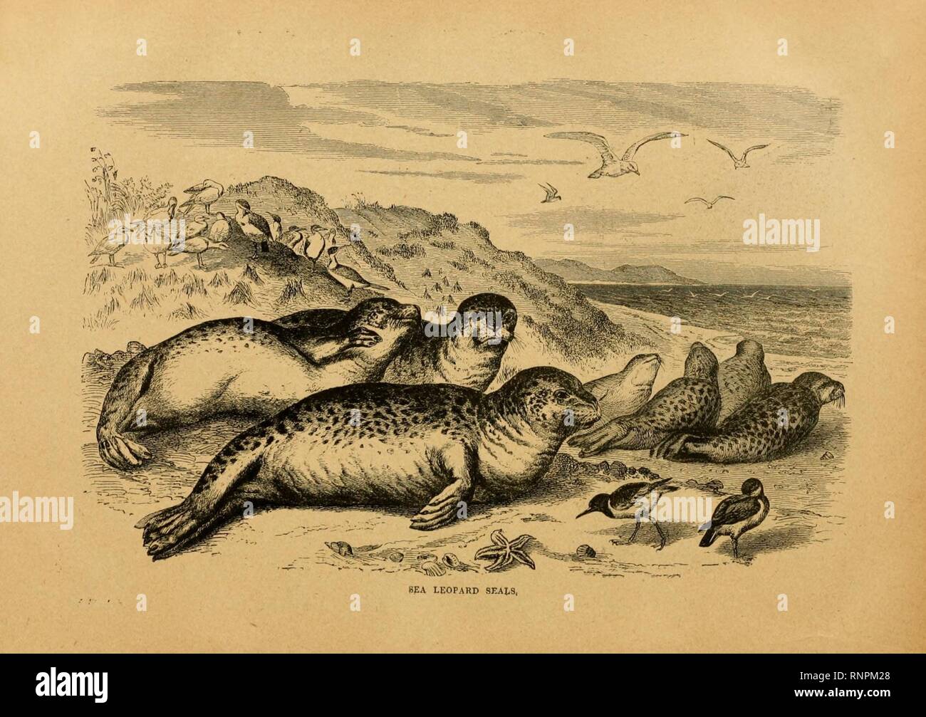 Cassell's natural history (Page 242) (6904733854). Stock Photo