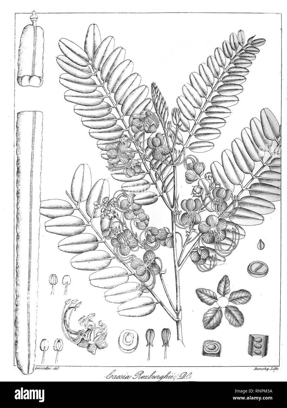 Cassia roxburghii Govindoo. Stock Photo