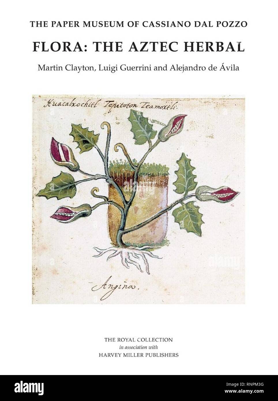 Cassiano dal Pozzo Flora The Aztec Herbal Stock Photo Alamy
