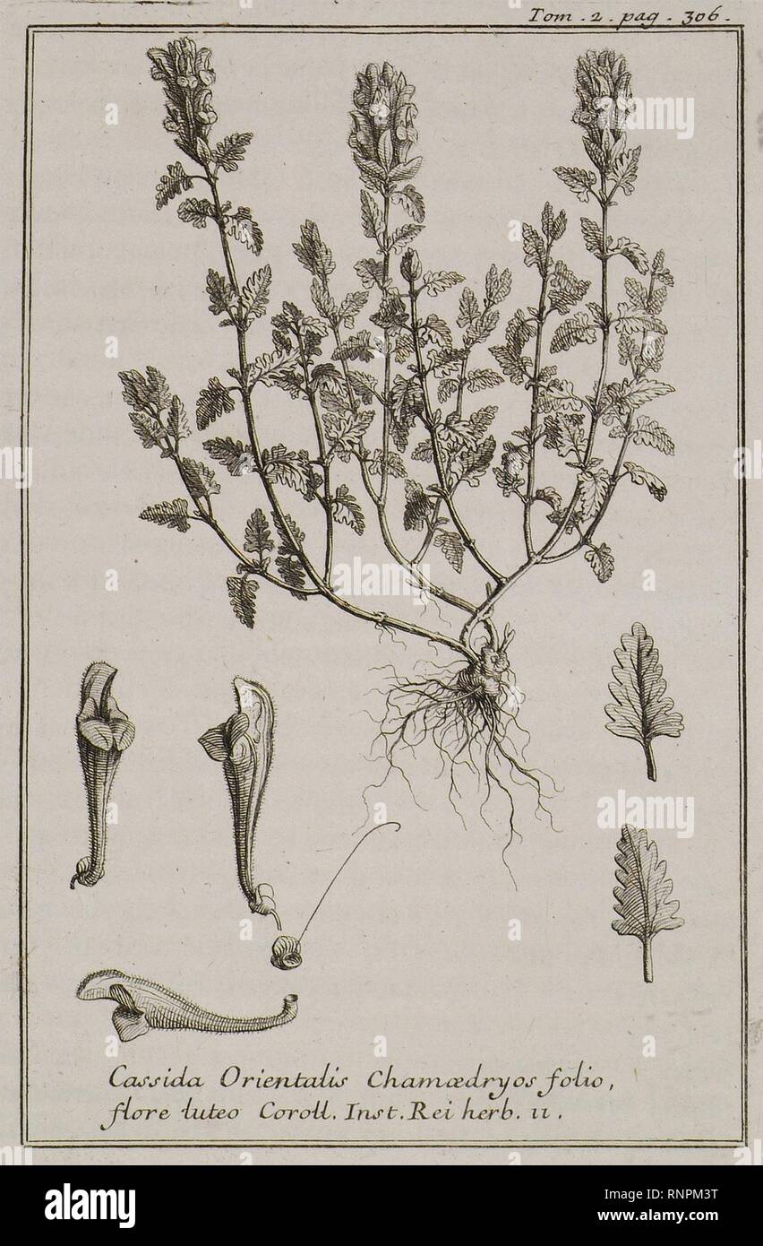 Cassida Orientalis Chamedryos folio, flore luteo Coroll Inst Rei herb 11 - Tournefort Joseph Pitton De - 1717. Stock Photo