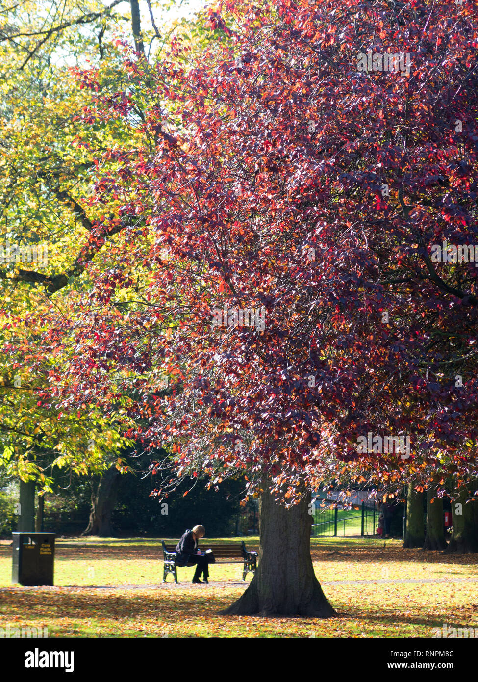 Sitting in the park in autumn Stock Photo