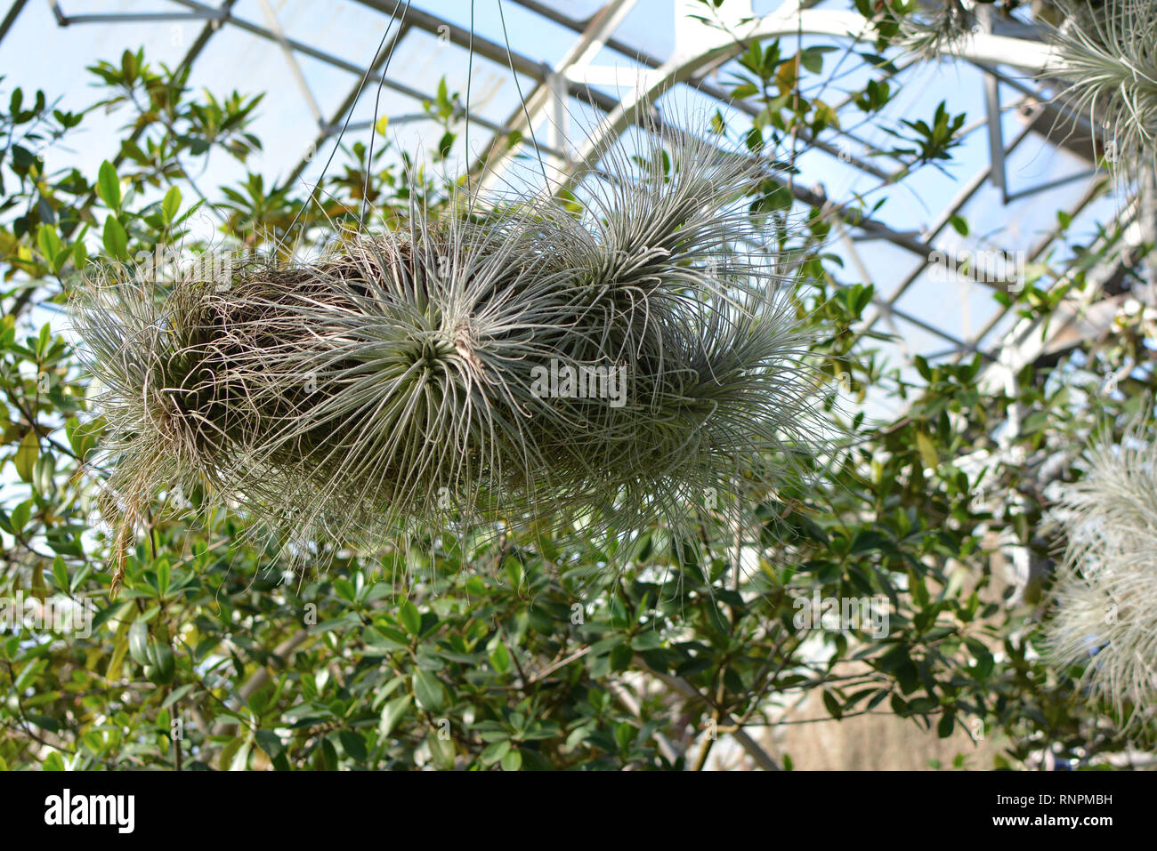 Huge hanging Tillandsia Airplant capable of absorbing ambient humidity without roots Stock Photo