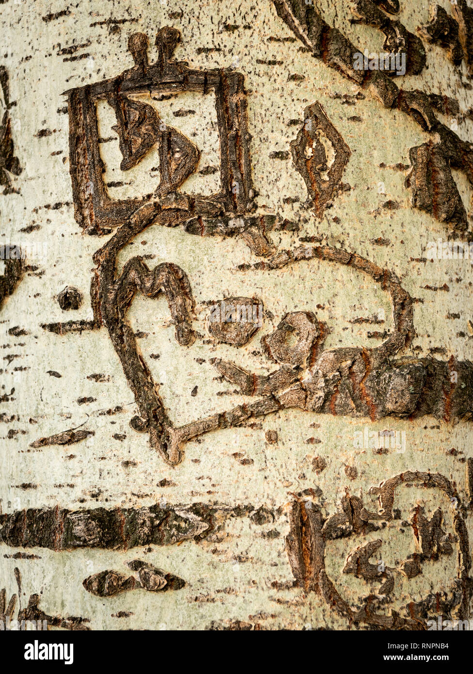 Closeup of the bark of a poplar with various carvings Stock Photo