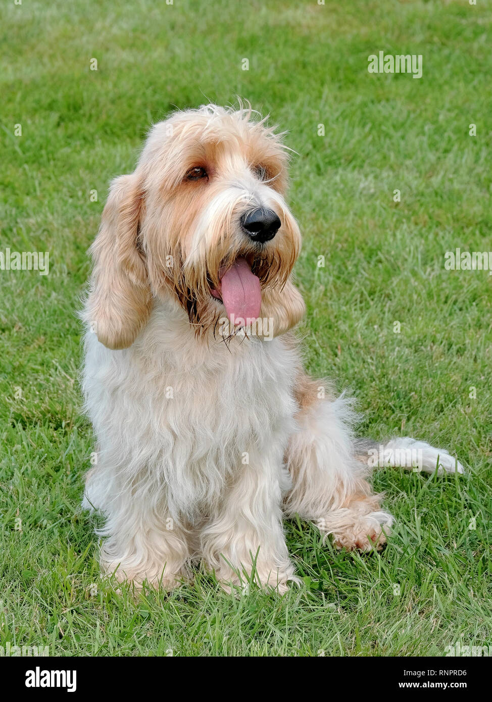 The typical portrait of Petit Basset Griffon Vendeen in the summer garden Stock Photo