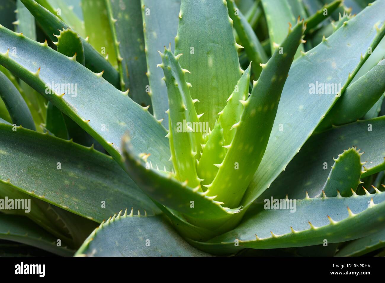 Aloe vera (Aloe vera), detail, Germany Stock Photo