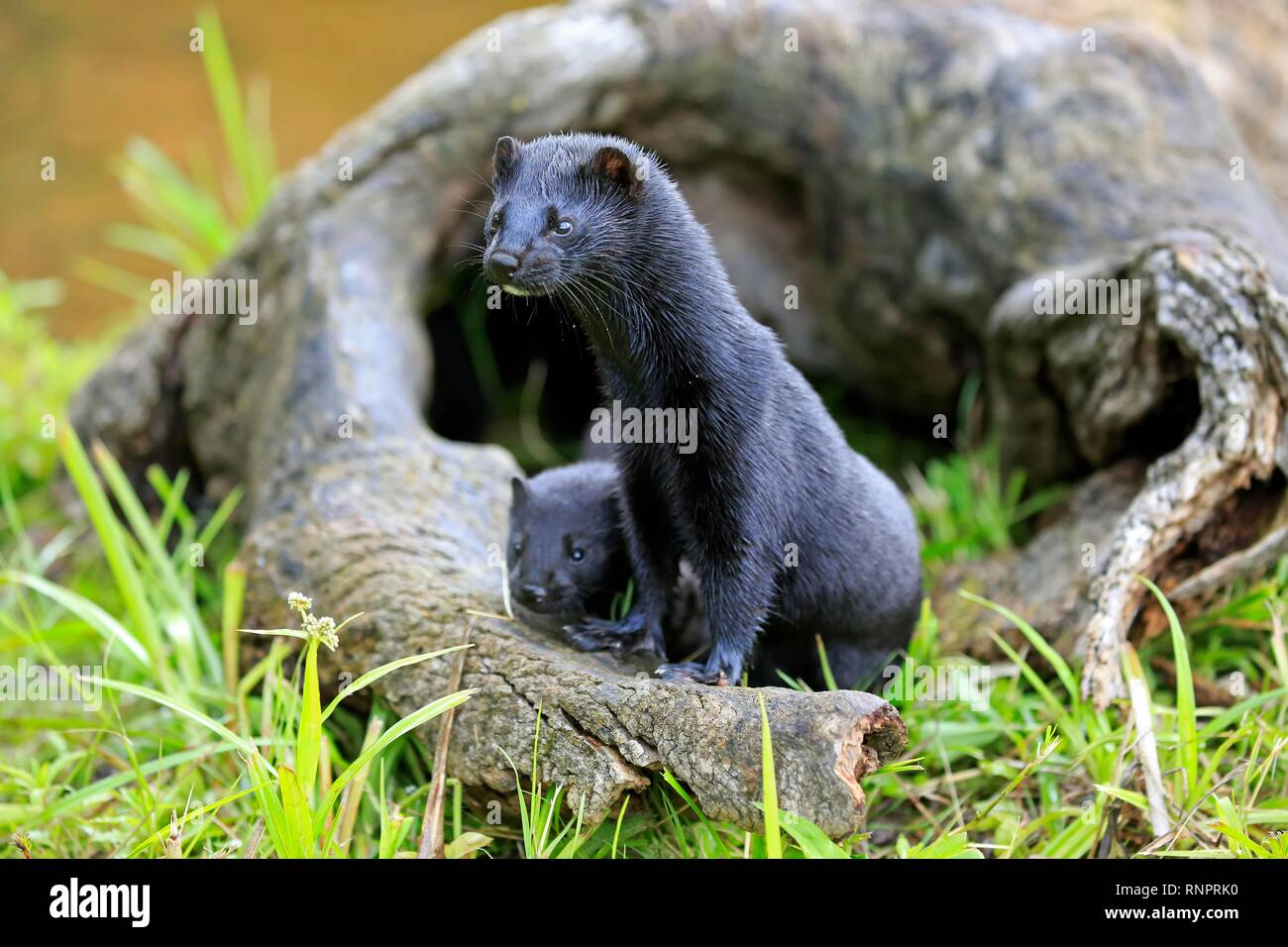 American Mink (Mustela vison), adult, alert, with young animal, Pine County, Minnesota, USA Stock Photo