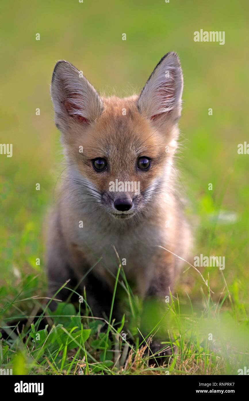 Eastern American Red Fox (Vulpes vulpes fulvus), young alert, sits in