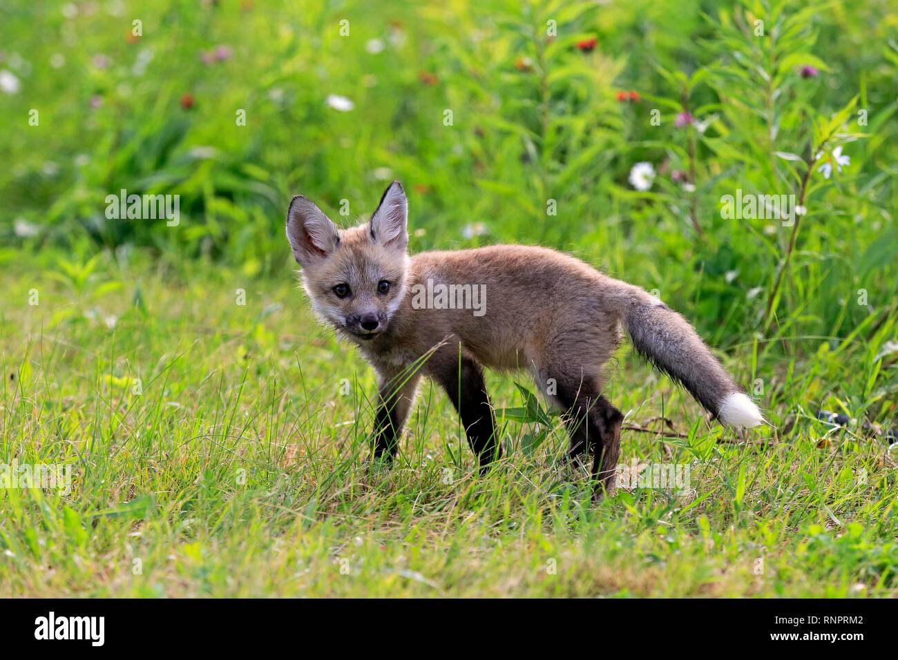 Eastern American Red Fox (Vulpes vulpes fulvus), young animal stands vigilantly in the meadow, Pine County, Minnesota, USA Stock Photo