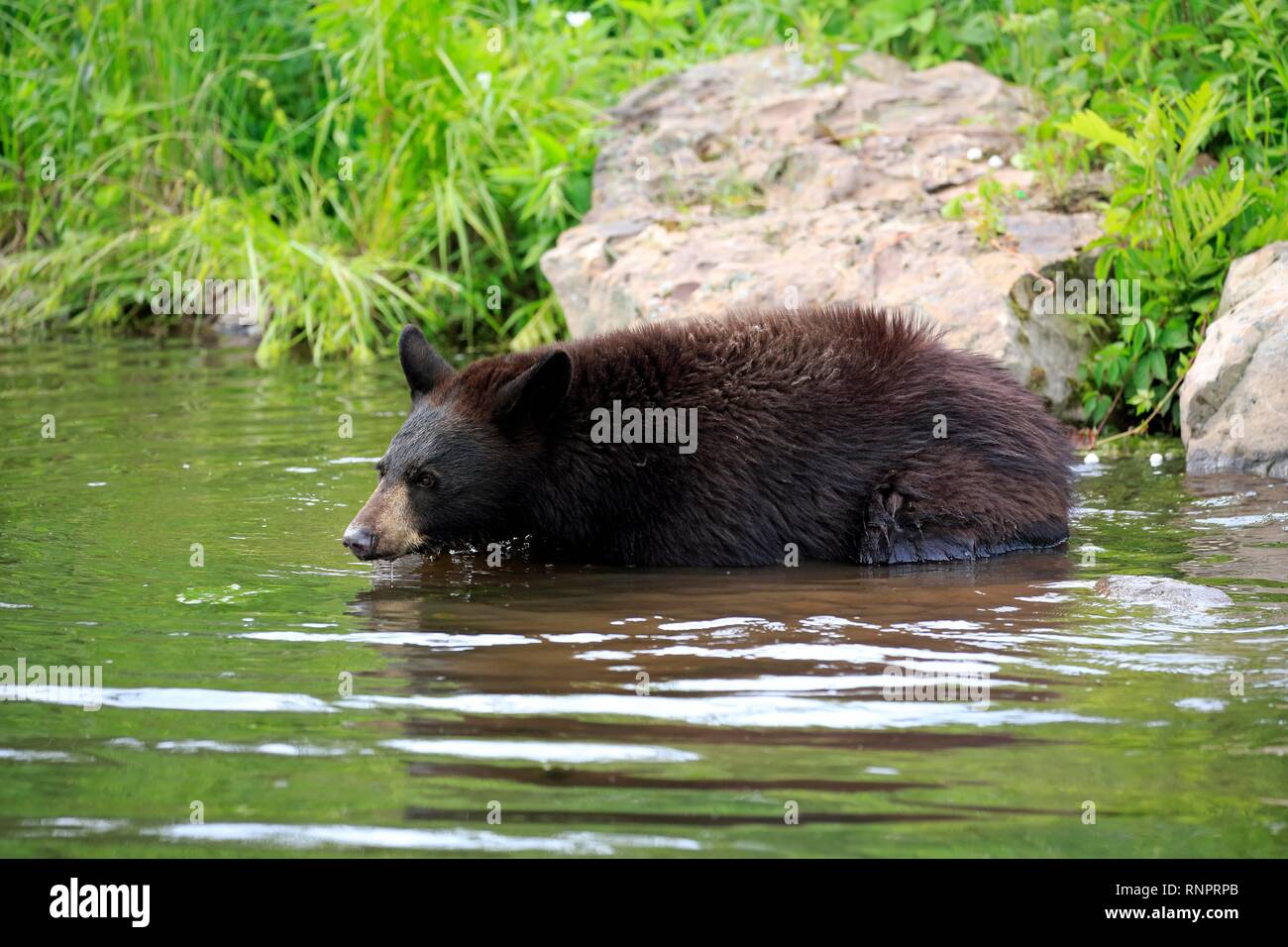 American Black Bear (Ursus americanus), young animal in water, Pine County, Minnesota, USA Stock Photo