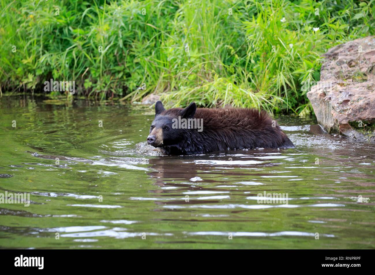 American Black Bear (Ursus americanus), young animal in water, Pine County, Minnesota, USA Stock Photo