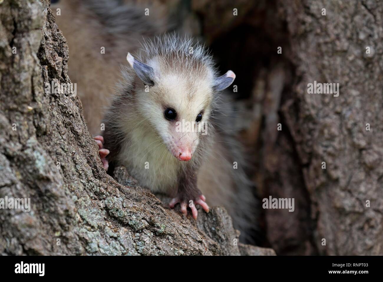 Virginia Opossum (Didelphis virginiana), young animal on tree trunk, vigilant, animal portrait, Pine County, Minnesota, USA Stock Photo