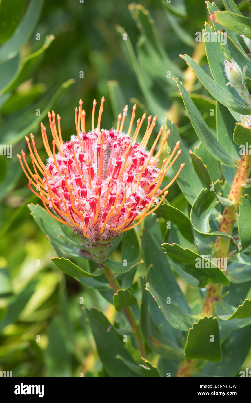 Leucospermum muirii, Albertinia pincushion, in close up detail of the flower on the bush. A Renosterveld fynbos plant listed as rare, threatened Stock Photo