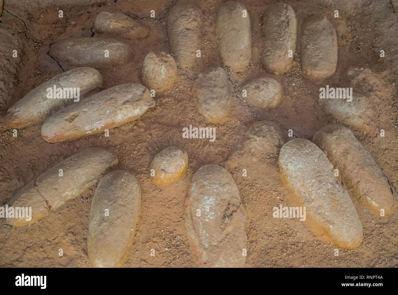 Fossilized Protoceratops dinosaur eggs Stock Photo