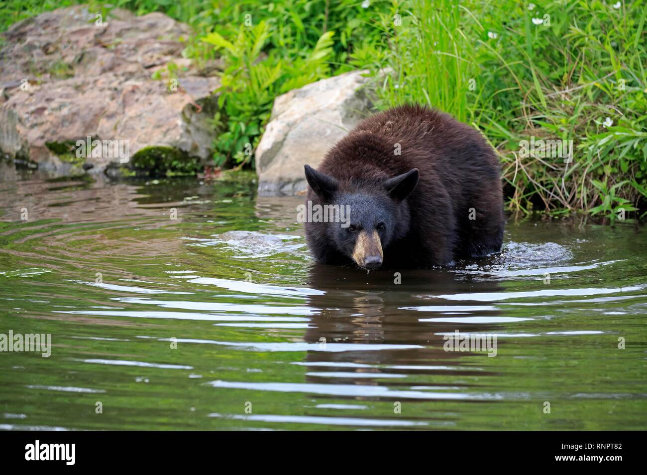 American Black Bear (Ursus americanus), young animal in water, Pine County, Minnesota, USA Stock Photo