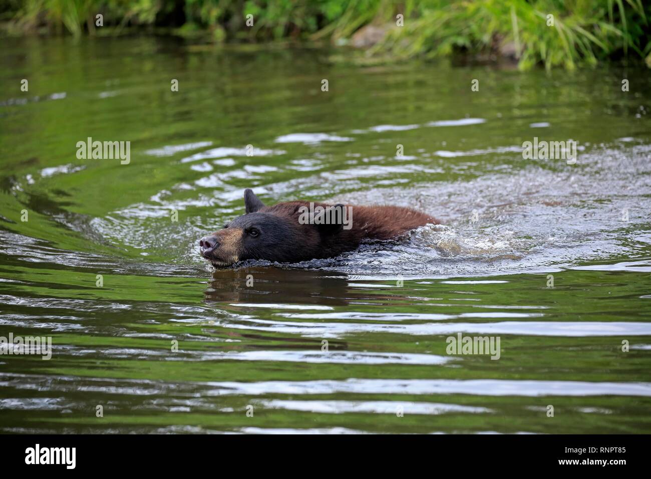 American Black Bear (Ursus americanus), young animal swimming in water, Pine County, Minnesota, USA Stock Photo