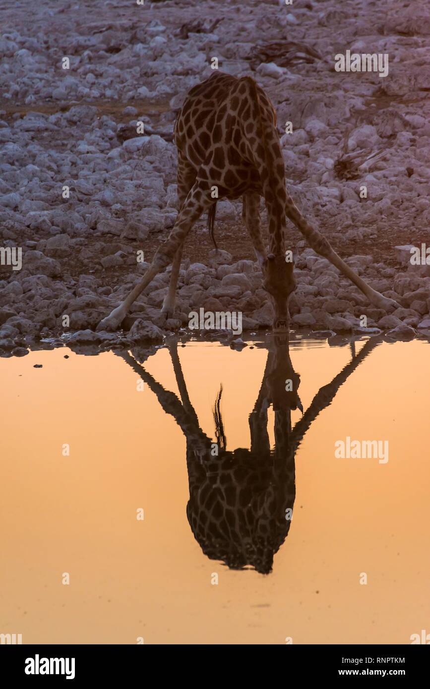 Giraffe drinking at a waterhole, reflecting in the water, Okaukuejo Rest Camp, Etosha National Park, Namibia Stock Photo