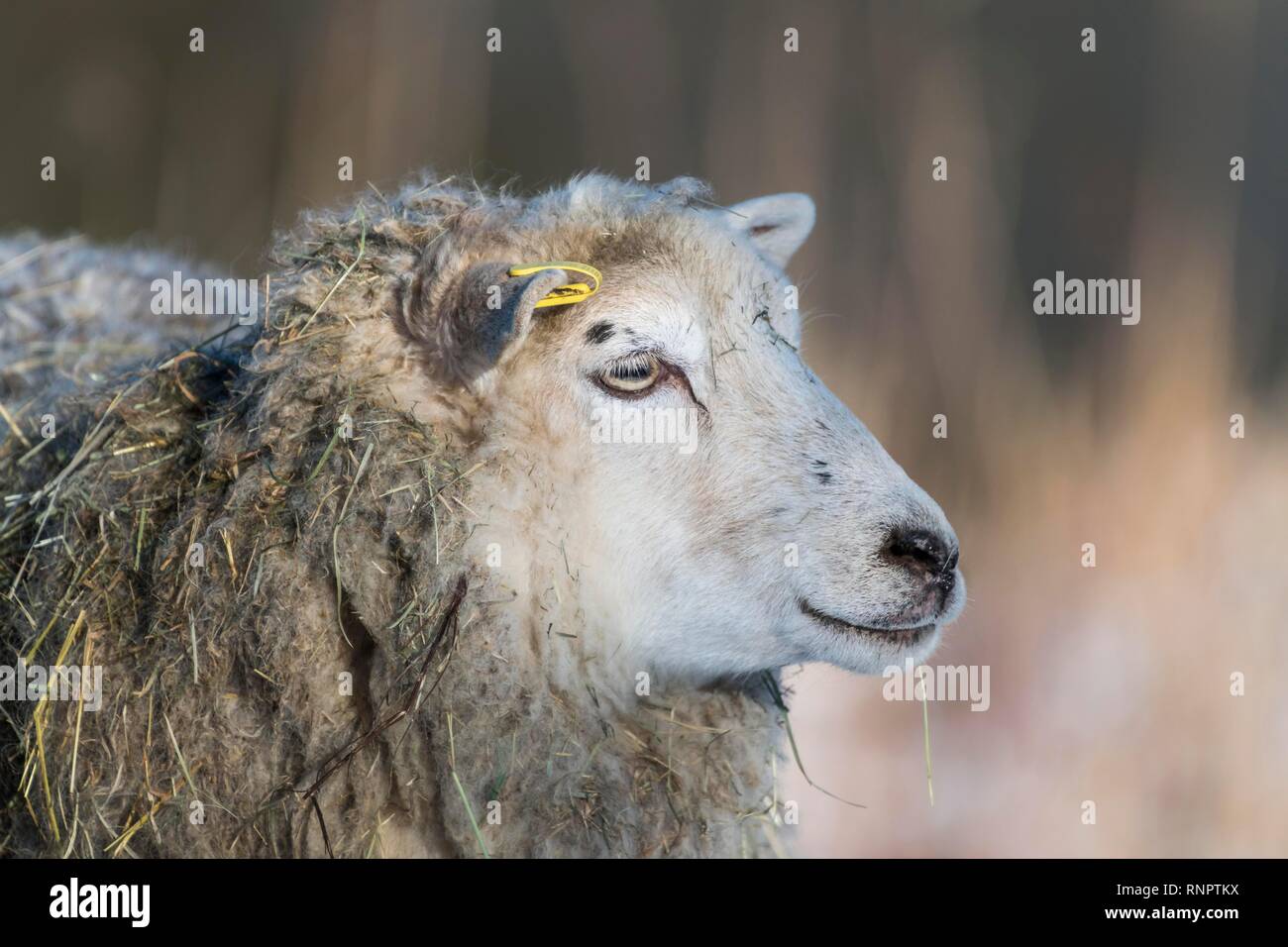 Old domestic sheep breed Skudde in winter, red list, animal portrait, captive, Brandenburg, Germany Stock Photo