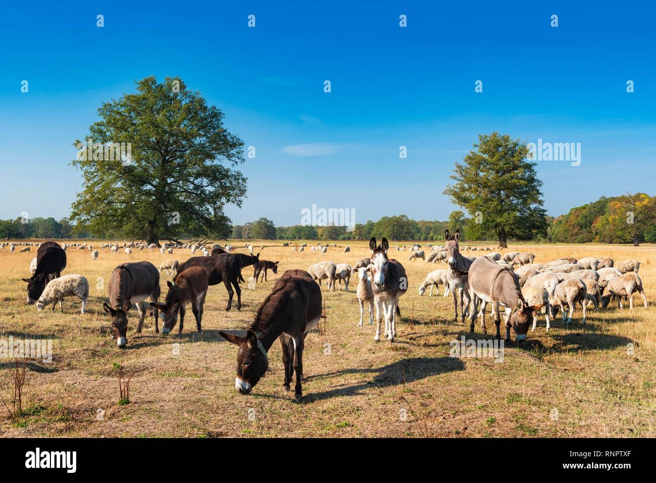 Sheep herd (Ovis) with herd protectiondonkeyn (Equus asinus) for protection against wolves in the Elbe floodplains near Dessau Stock Photo