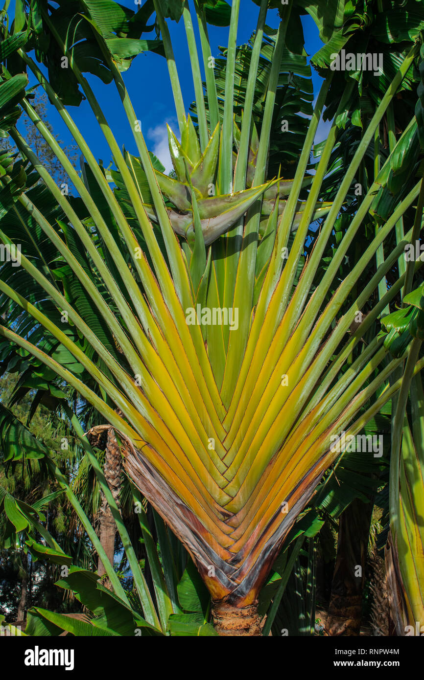 Image Traveller's tree (Ravenala madagascariensis) - 434309 - Images of  Plants and Gardens - botanikfoto