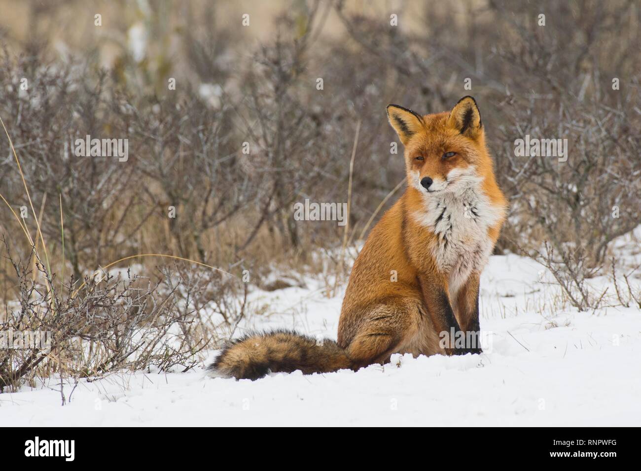 Red fox (Vulpes vulpes) sits in the snow, North Holland, Netherlands Stock Photo