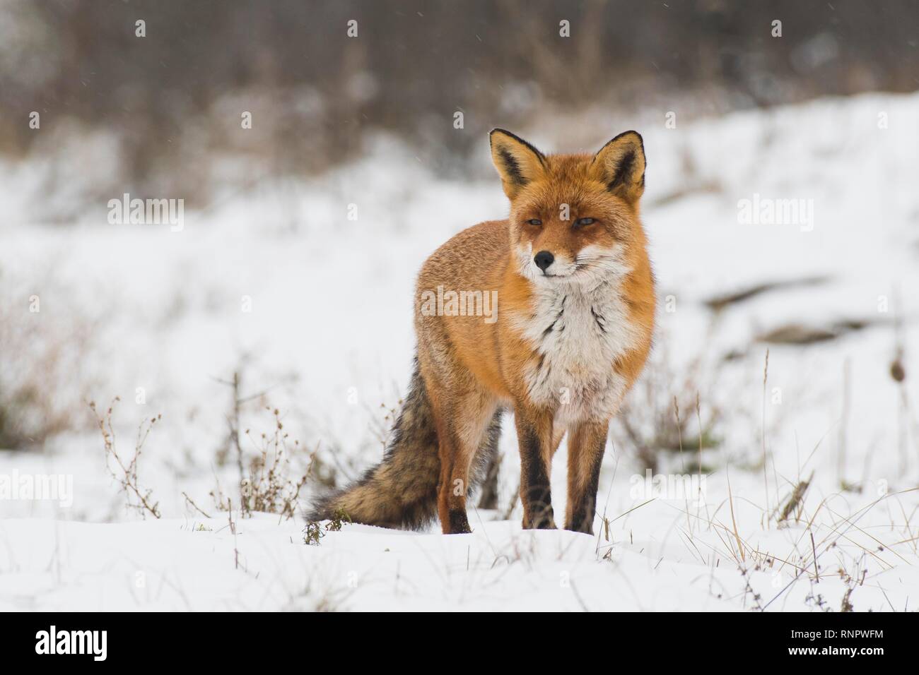 Red fox (Vulpes vulpes) in the snow, North Holland, Netherlands Stock Photo