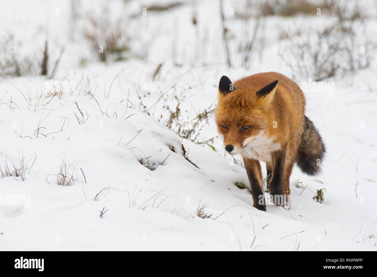 Red fox (Vulpes vulpes) runs in the snow, North Holland, Netherlands Stock Photo