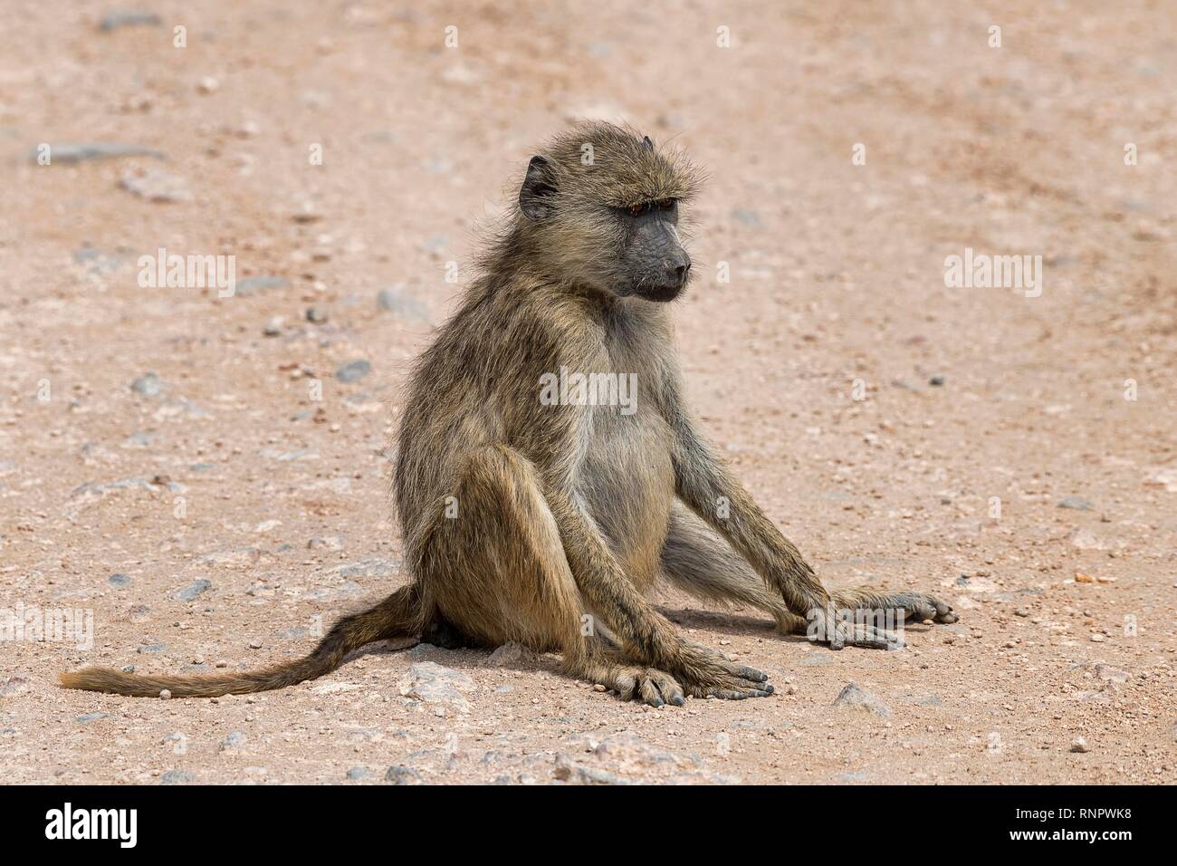 Yellow baboon (Papio cynocephalus), adult, sitting on the floor, Amboseli National Park, Kenya Stock Photo