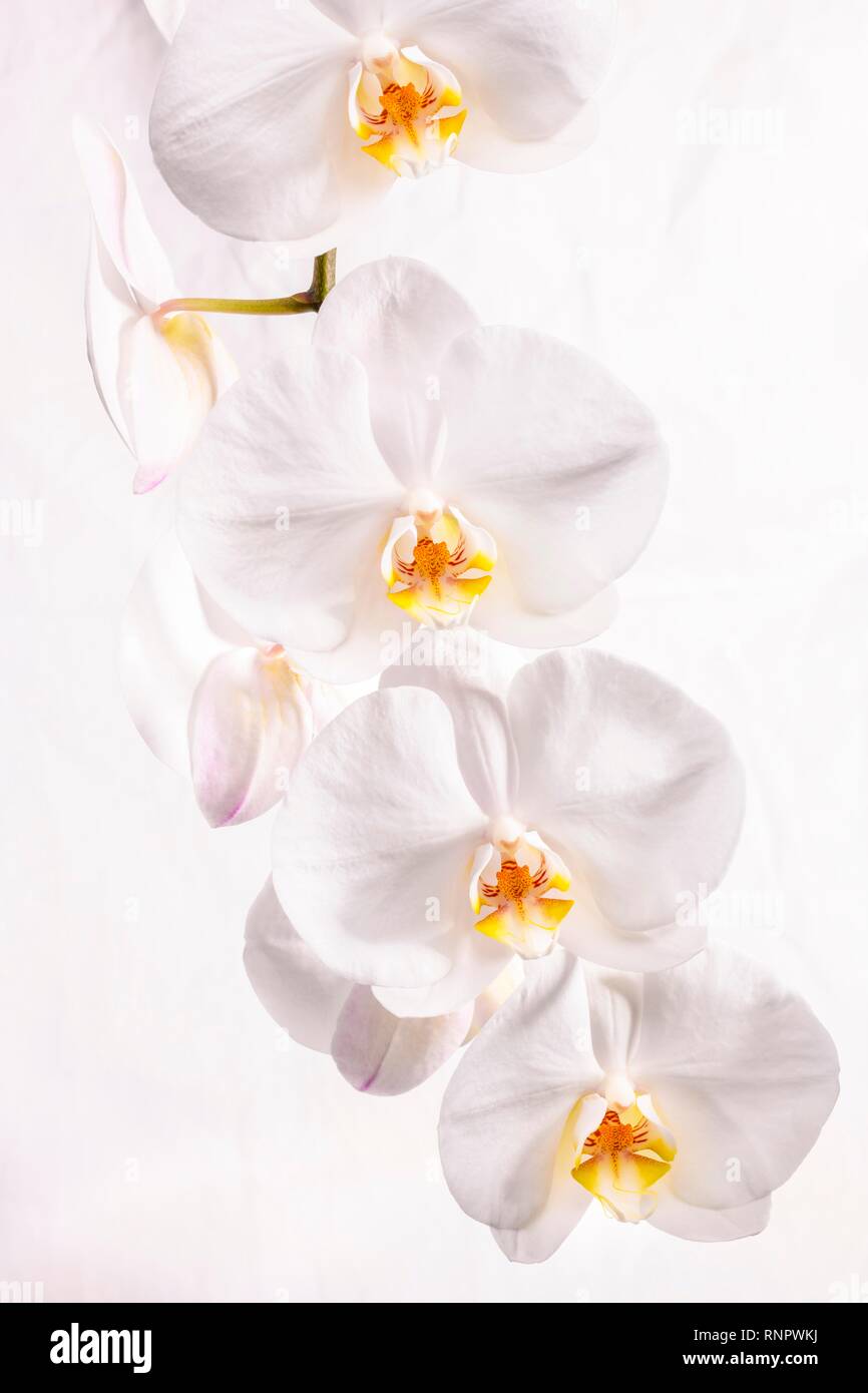 White Orchid (Orchidaceae phalaenopsis), flowers against a white background, Germany Stock Photo