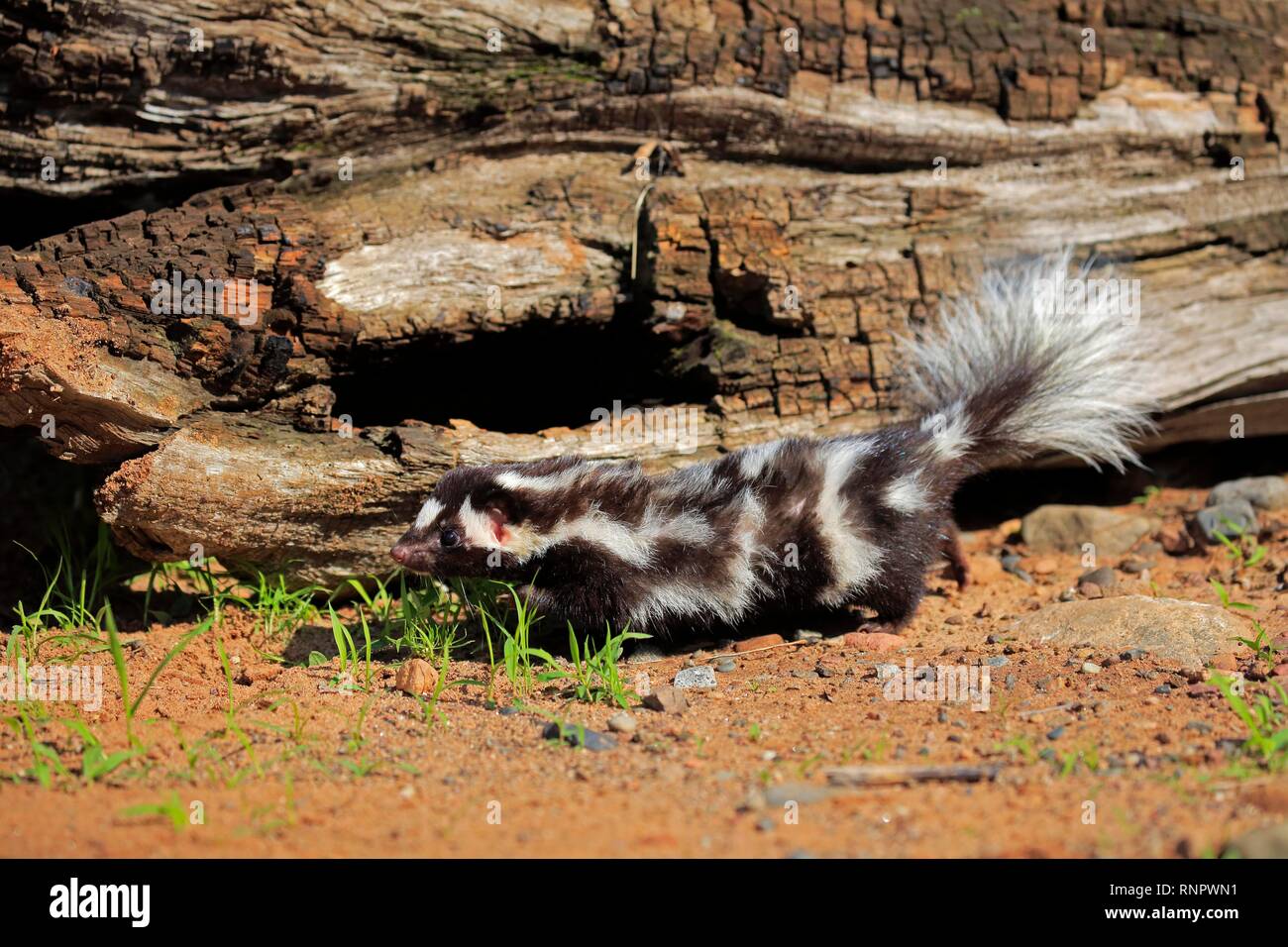 Eastern spotted skunk (Spilogale putorius), adult, alert, Pine County, Minnesota, USA Stock Photo