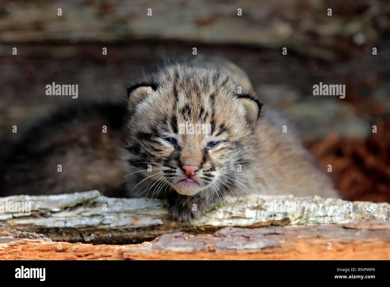 Young bobcats hi-res stock photography and images - Alamy