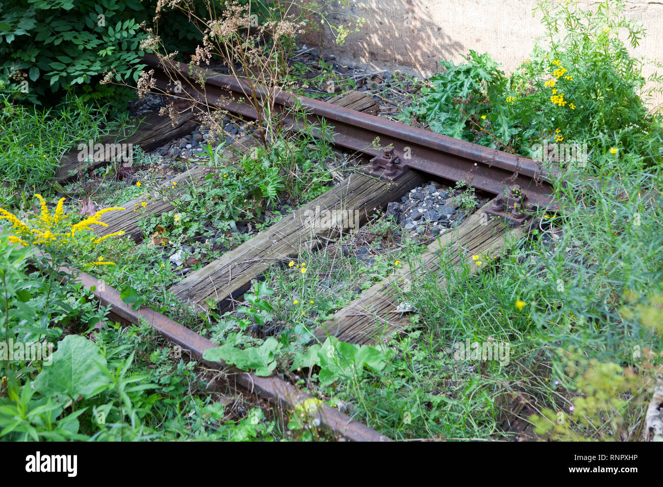 Overgrown railway tracks Stock Photo
