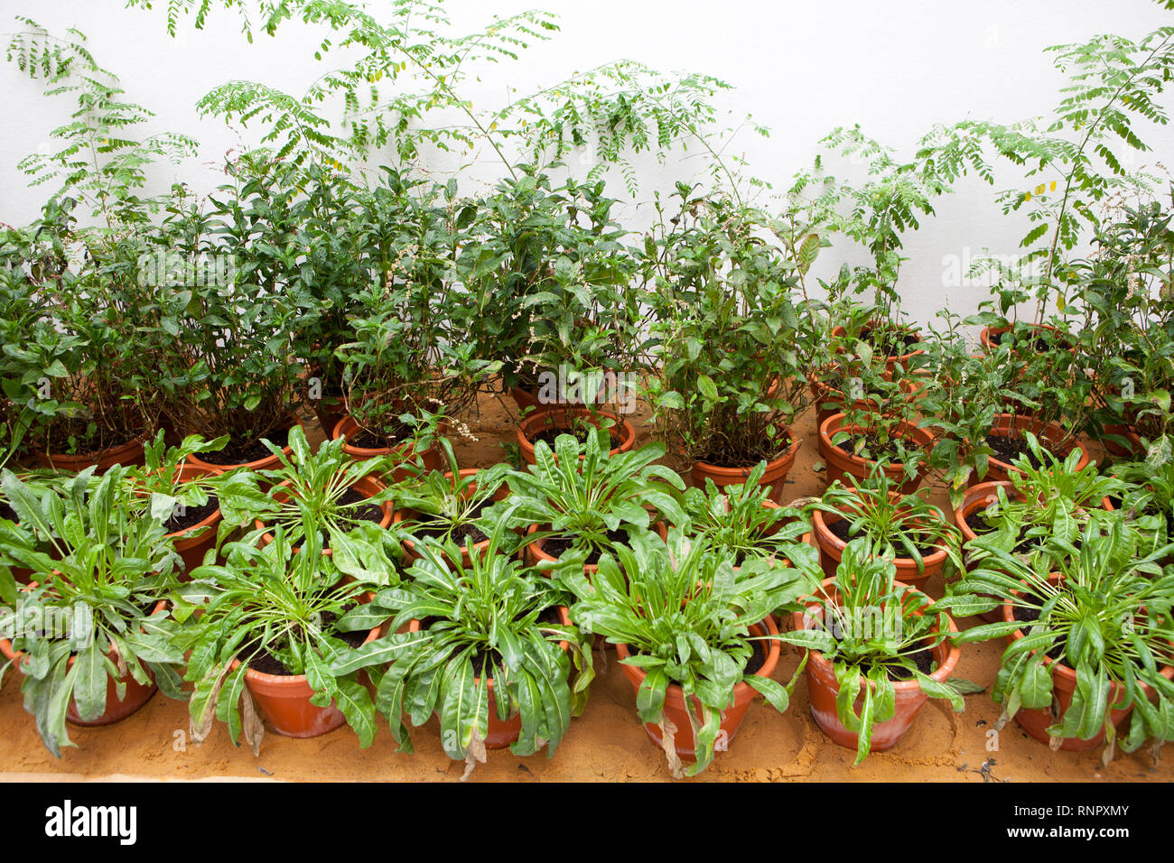 Natural Indigo dye plants Stock Photo