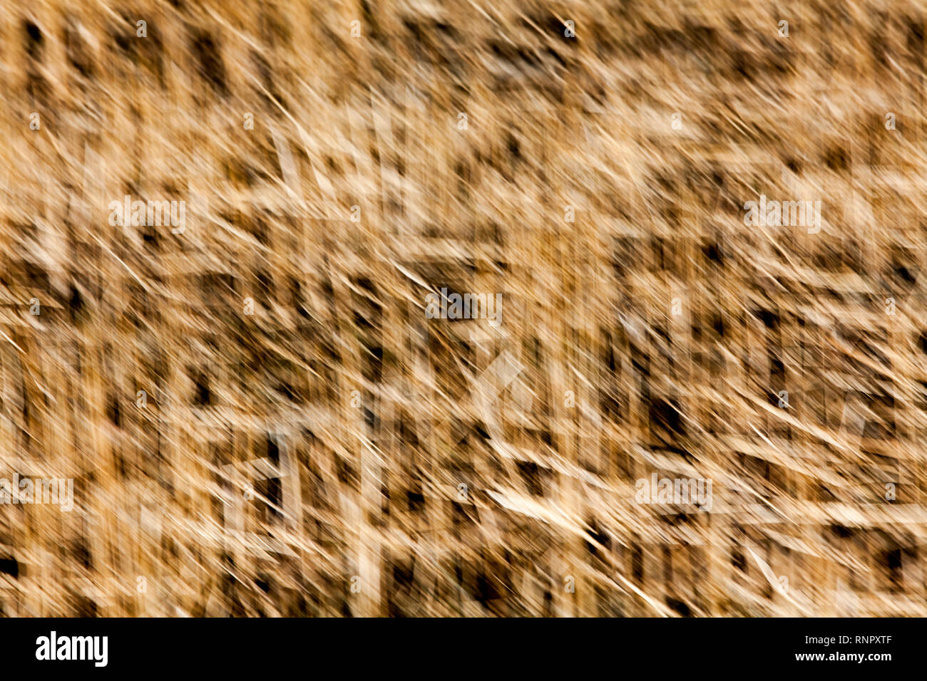 Structures in dry grass, closeup, with a blurred wipe effect Stock Photo
