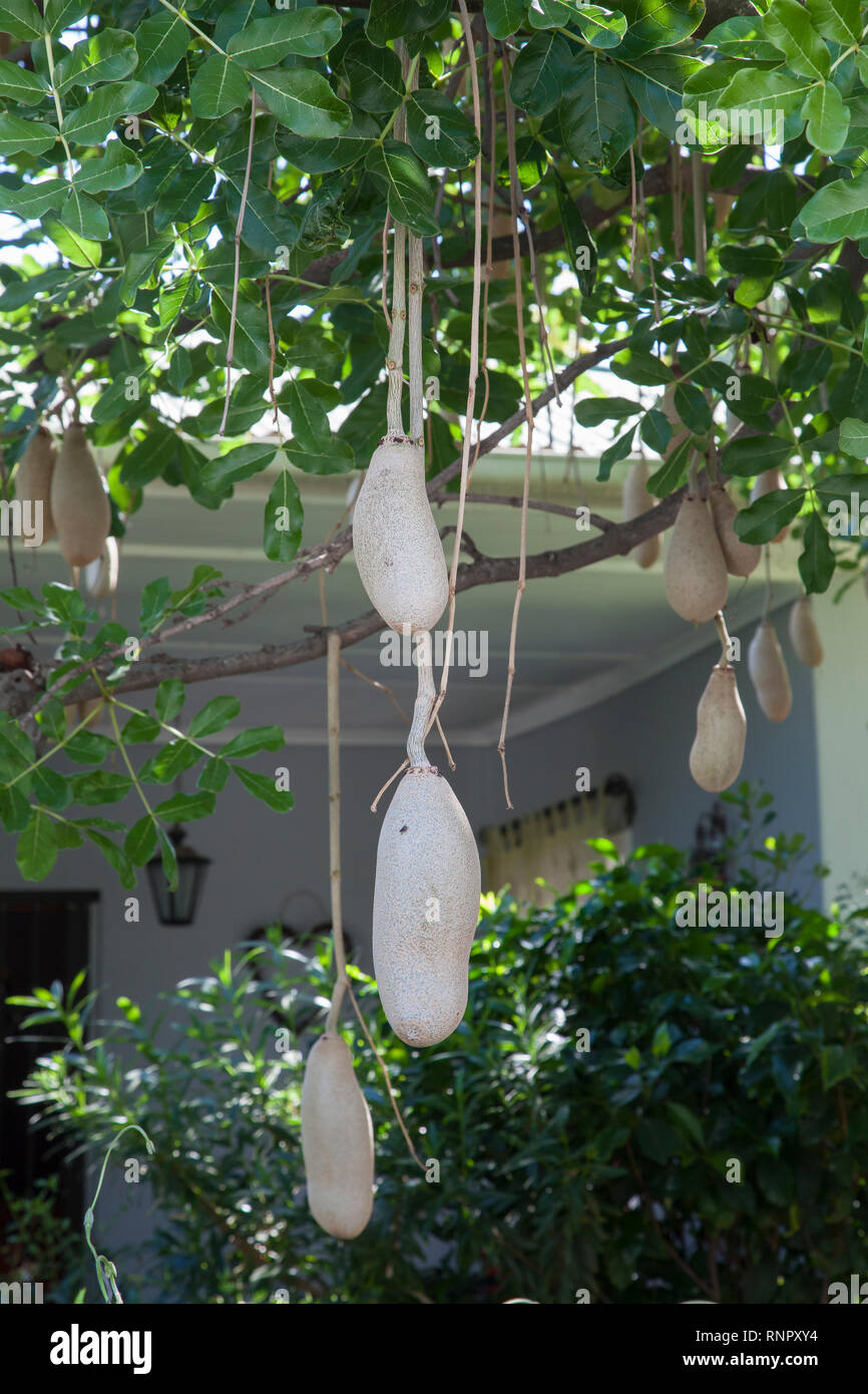 Kigelia hi-res stock photography and images - Alamy