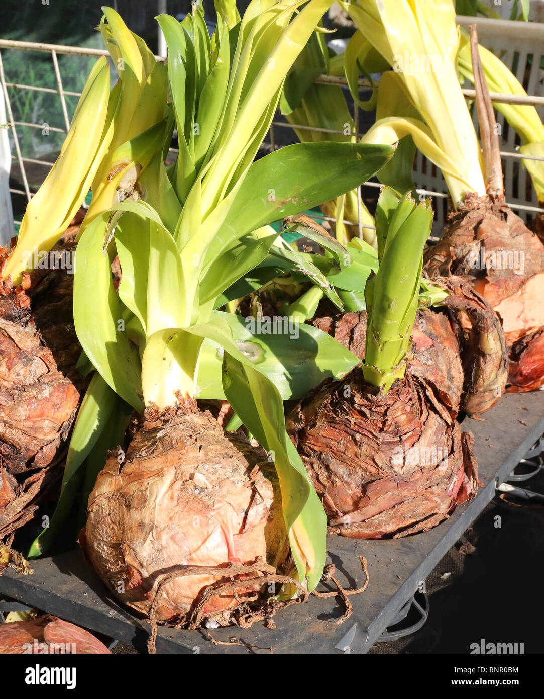 Urginea scilla hires stock photography and images Alamy