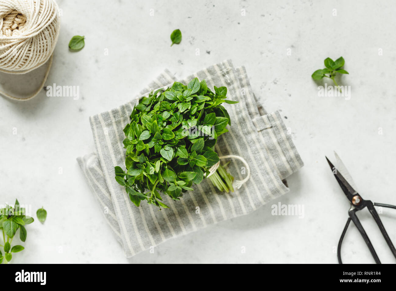 Bunch of fresh Greek Basil on a white kitchen table with garden ...