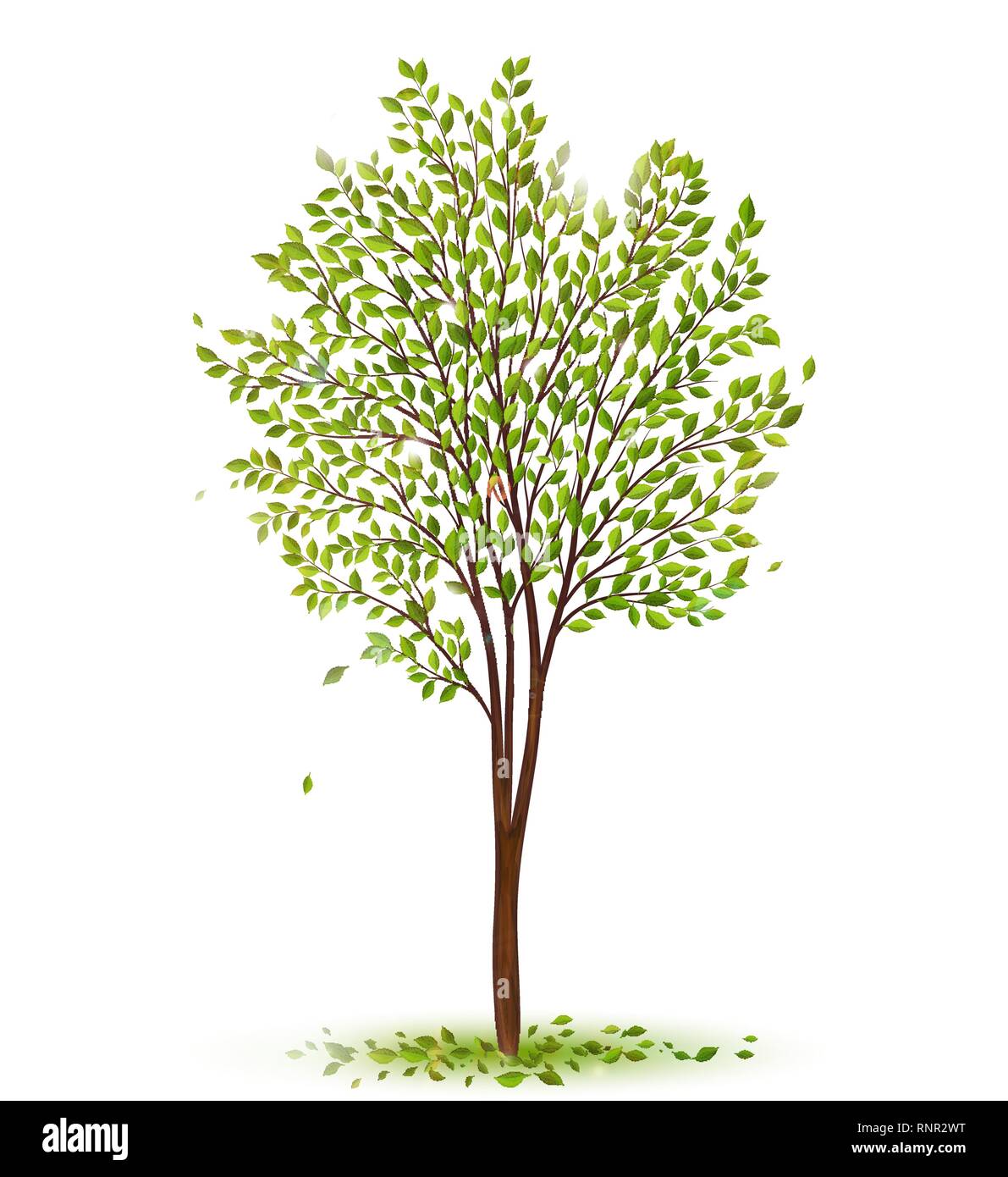 Green tree with leaves on white background vector Stock Vector Image ...
