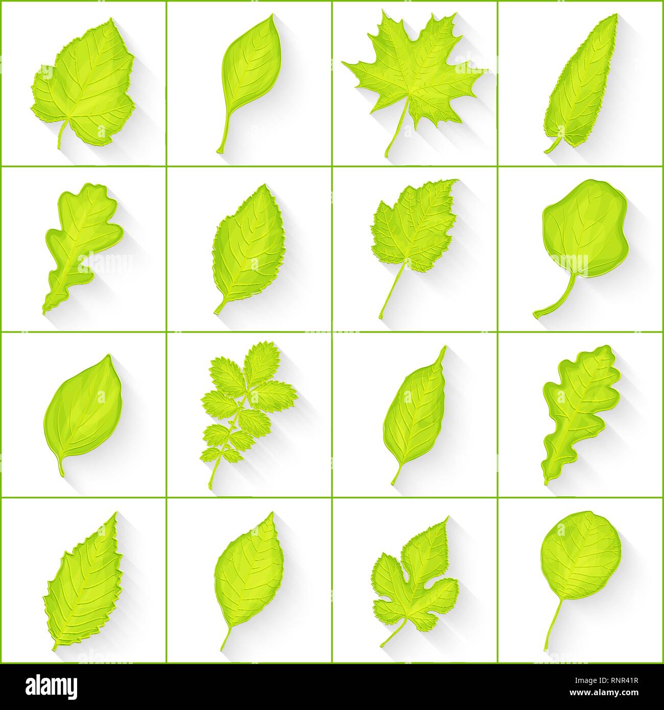 set of green leaves on white background vector Stock Vector Image & Art ...