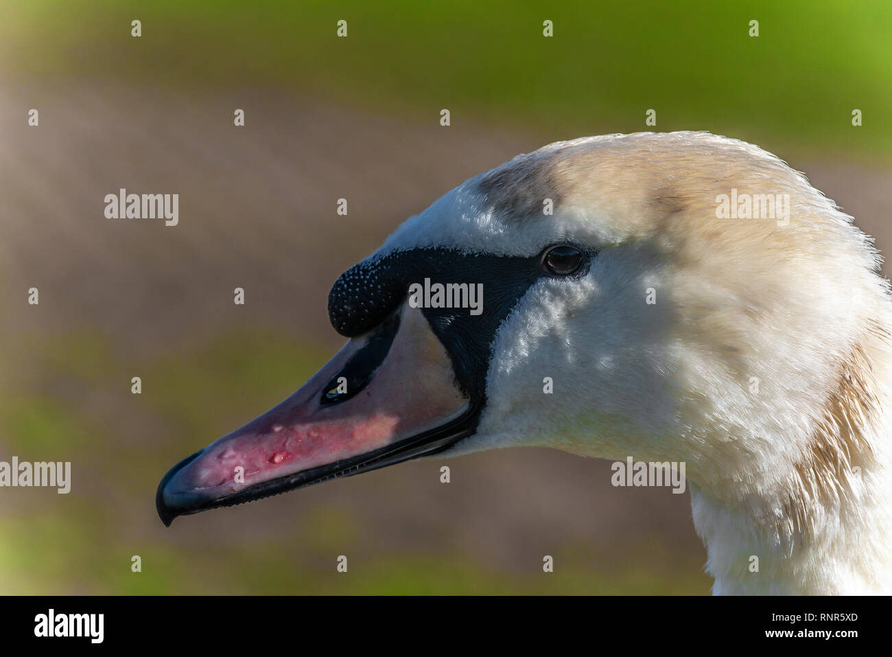 Swan's head covered in dirt during the winter beside the River Thames, Reading, Berkshire, England, UK Stock Photo
