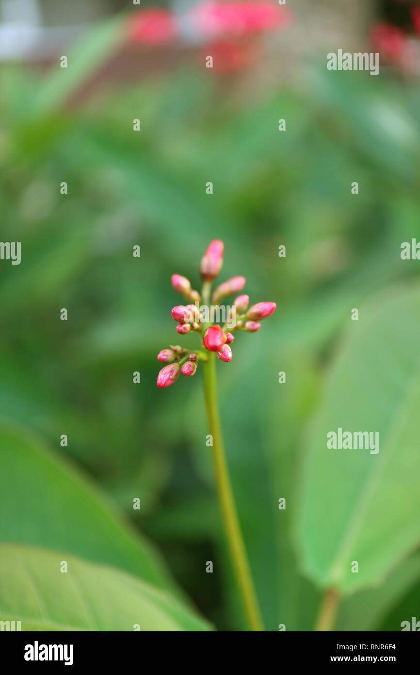 Vertical Image of Closed Up Jatropha Flower Buds on Blurry Greenery Bush in Background Stock Photo