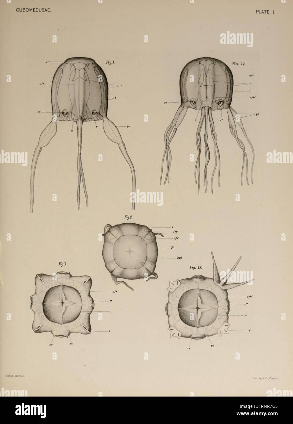Carybdea xaymacana in Selected morphological monographs - The Cubomedusae (1900). Stock Photo