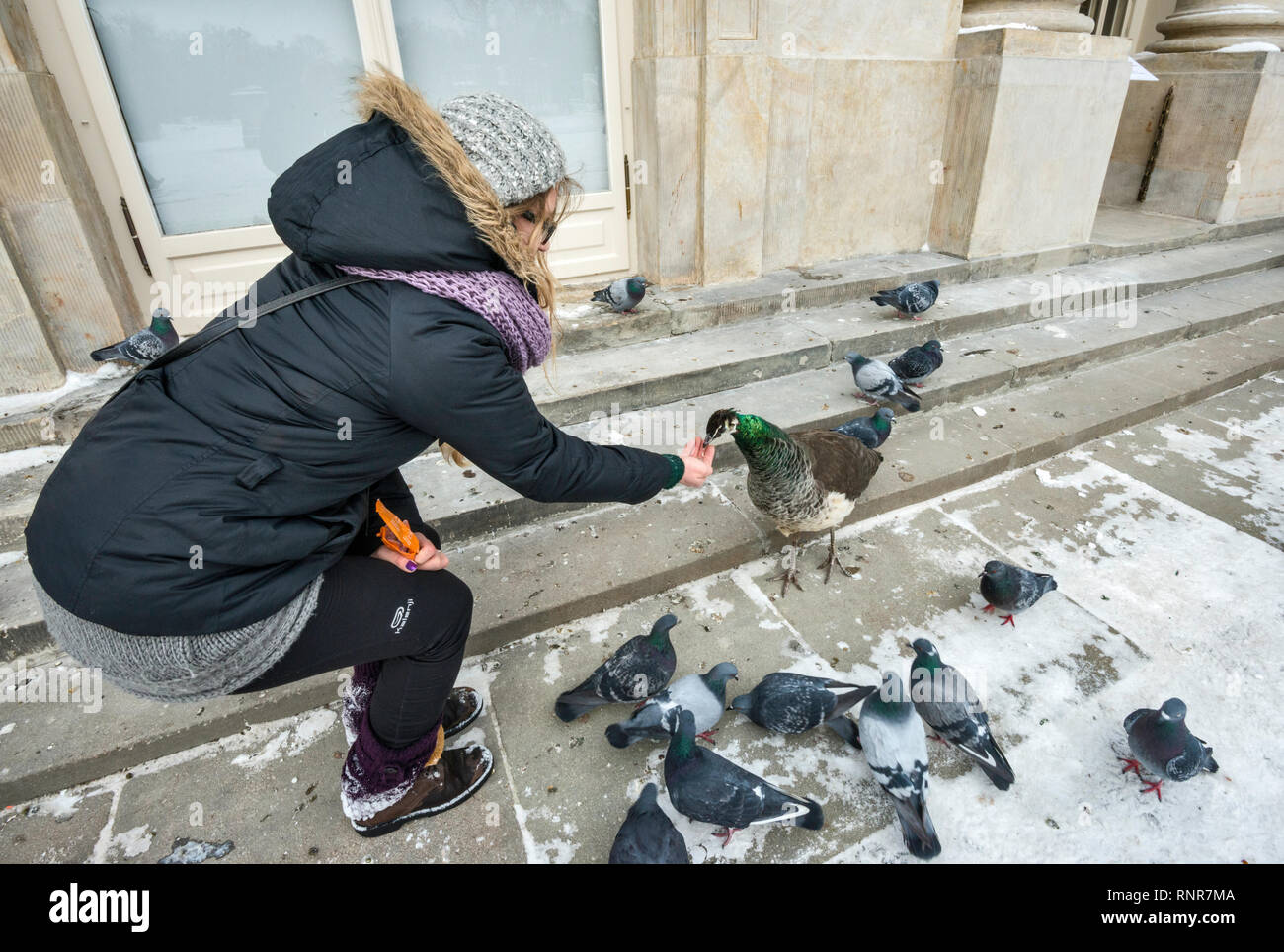 Young woman feeding a peacock at Lazienki Palace in Warsaw, Poland Stock Photo