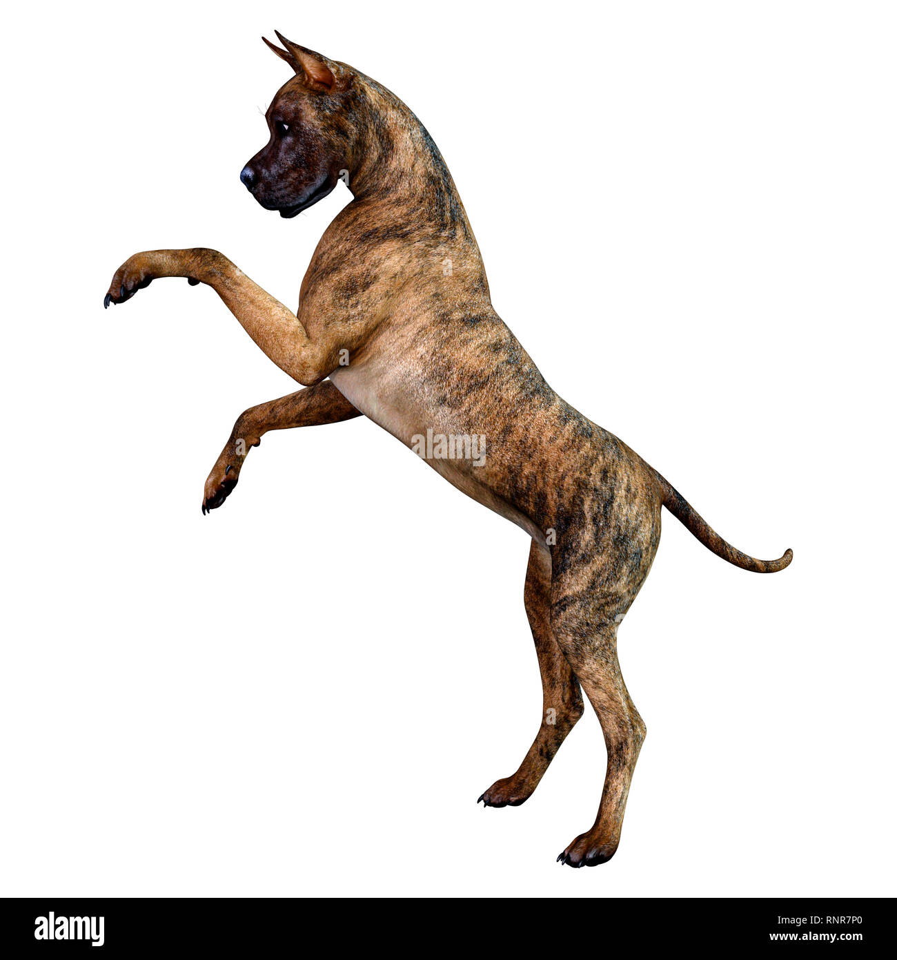 3D rendering of a female brindle Great Dane dog isolated on white ...