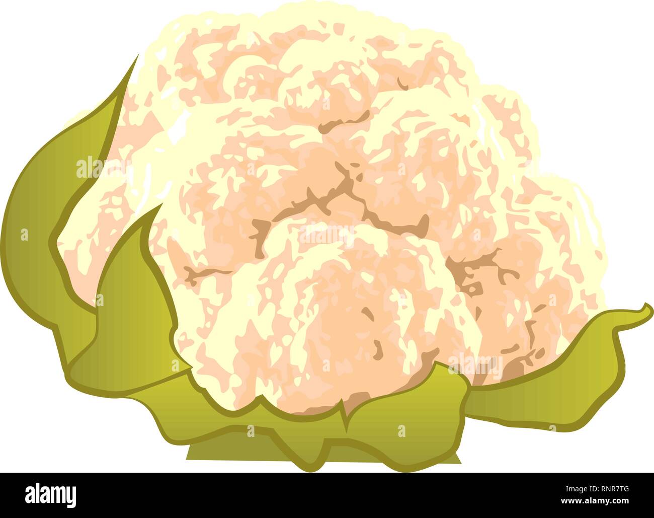 Cauliflower vegetable vector illustration isolated on a white background Stock Vector