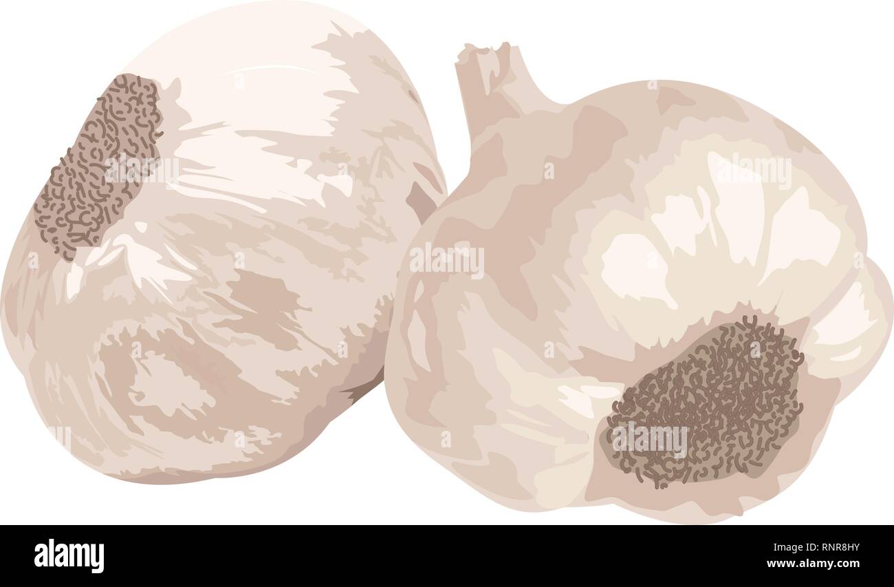 two Garlic isolated on white background.  Vector illustration Stock Vector