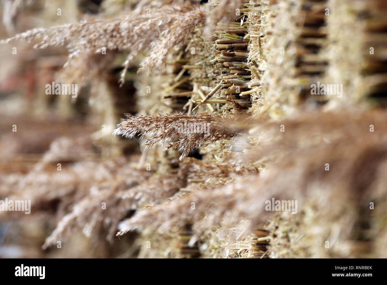 reed stack Walberswick Stock Photo - Alamy