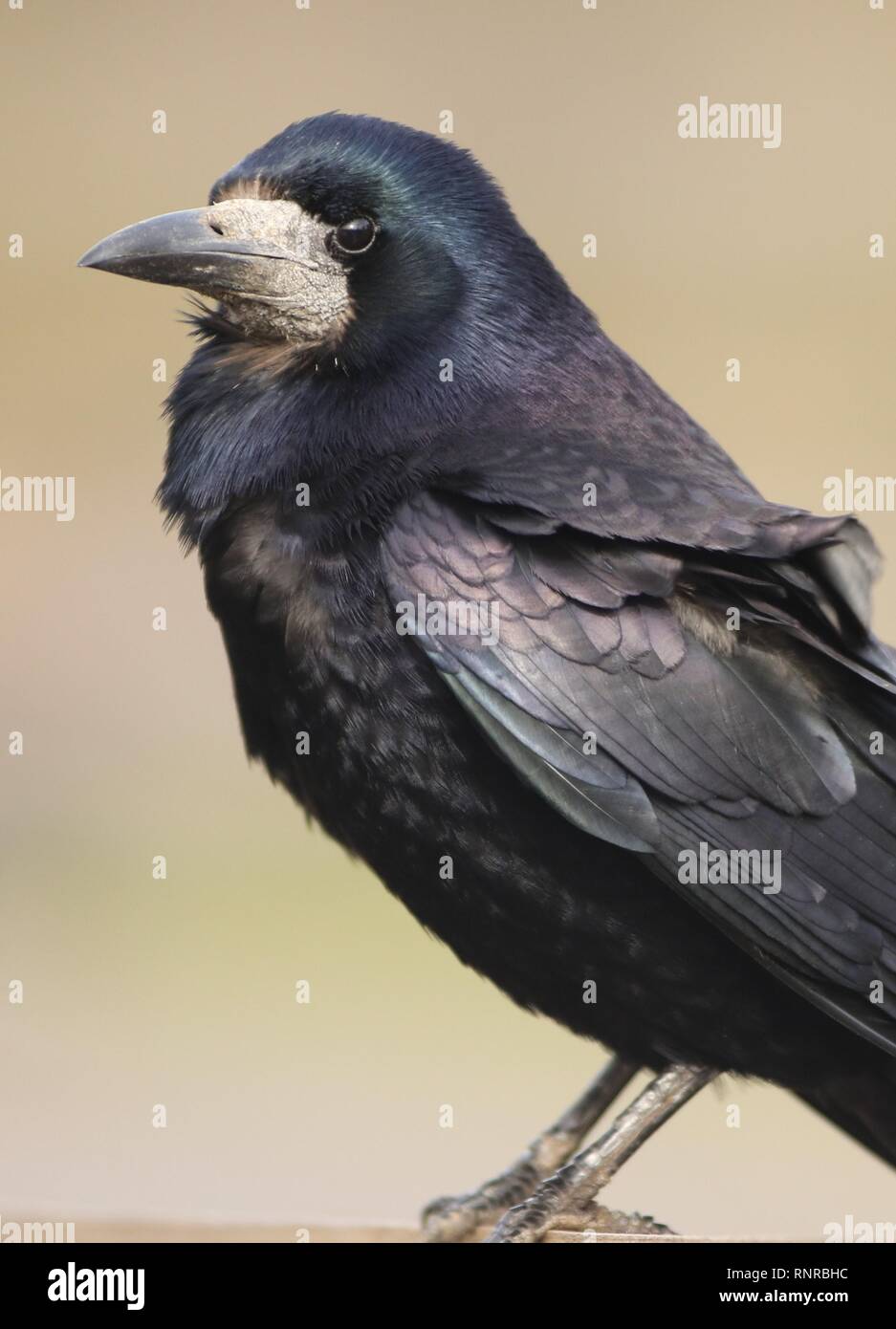 Rook (Corvus frugilegus) - British Birds - Woodland Trust