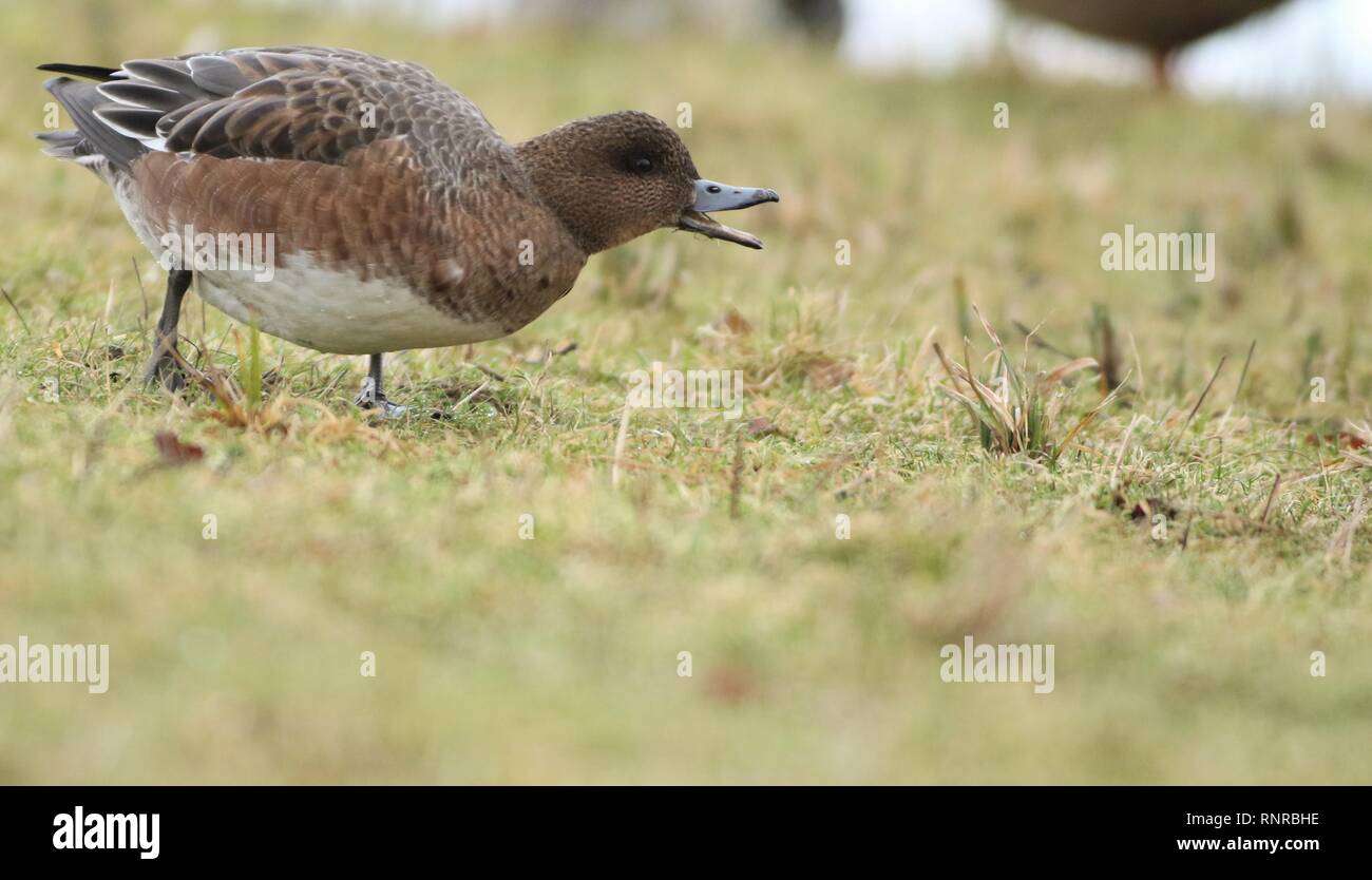Female Wigeon (Anas penelope) grazing a field. February 2019, Gloucestershire, UK Stock Photo