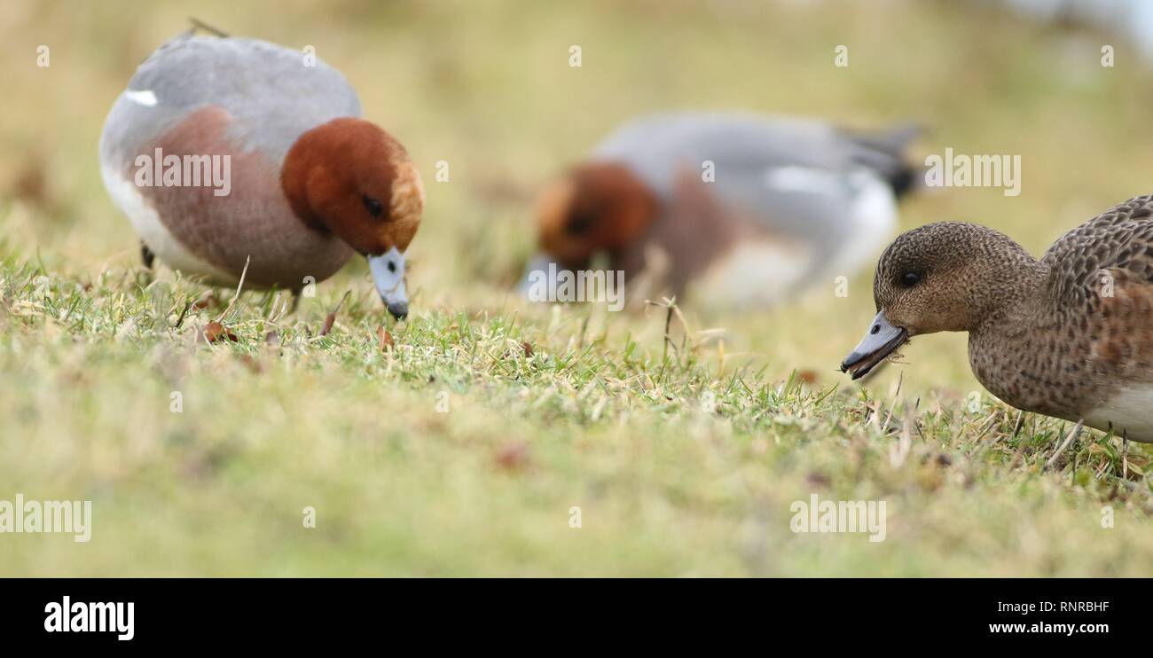 Wigeon (Anas penelope) flock grazing in a field. February 2019, Gloucestershire, UK Stock Photo
