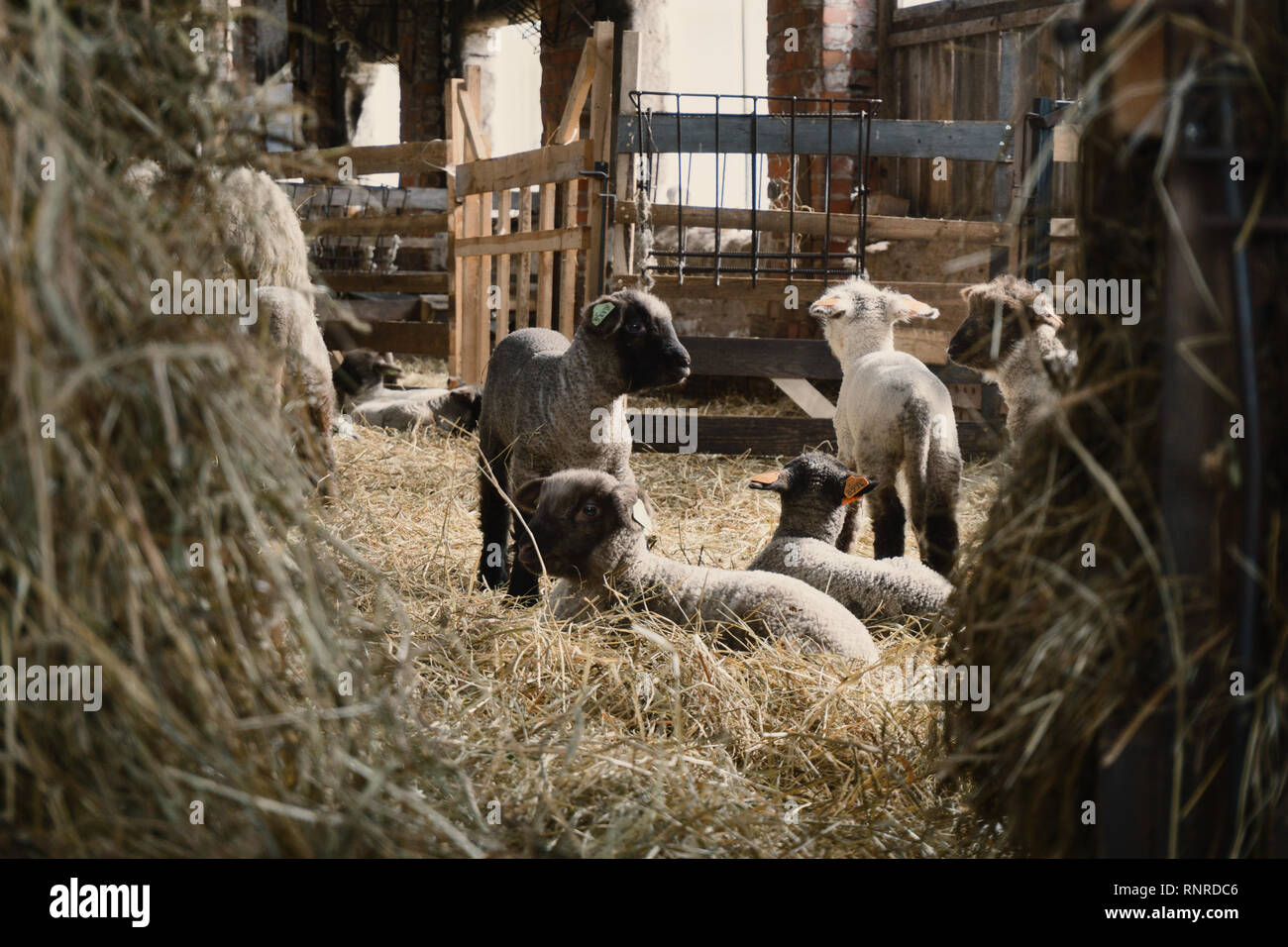 Small sheep shed full of baby sheeps in countryside Stock Photo